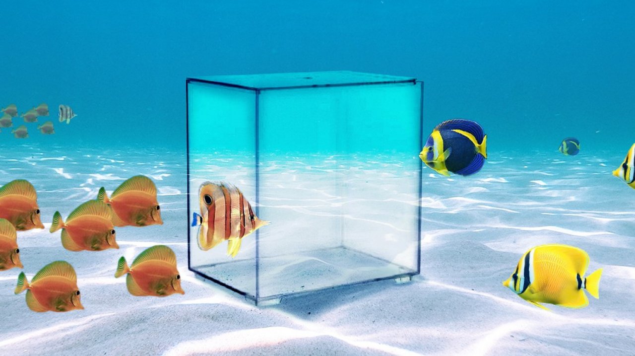 Discover Aquatic Elegance with Prime Maldives: Elevate Your Aquarium Experience