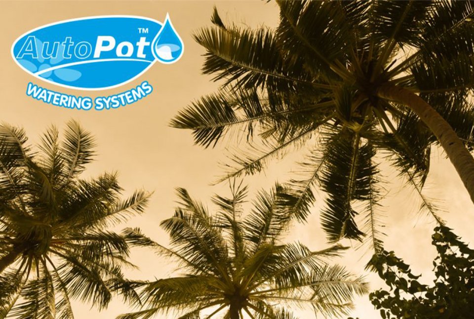 AutoPot In The Maldives – With Prime Maldives