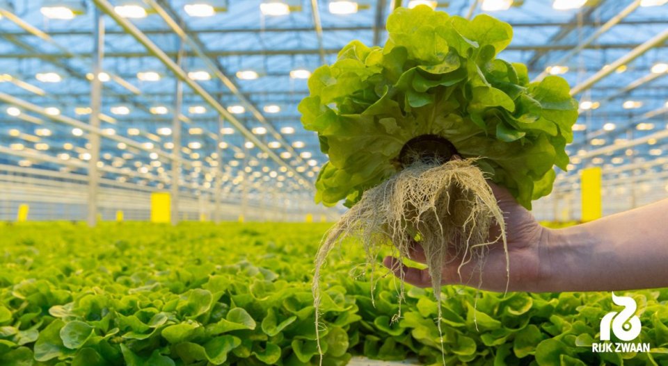 A Taste of Perfection: Rijk Zwaan Seeds