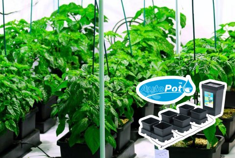 Prime Maldives enters authorized distributorship with Autopot UK